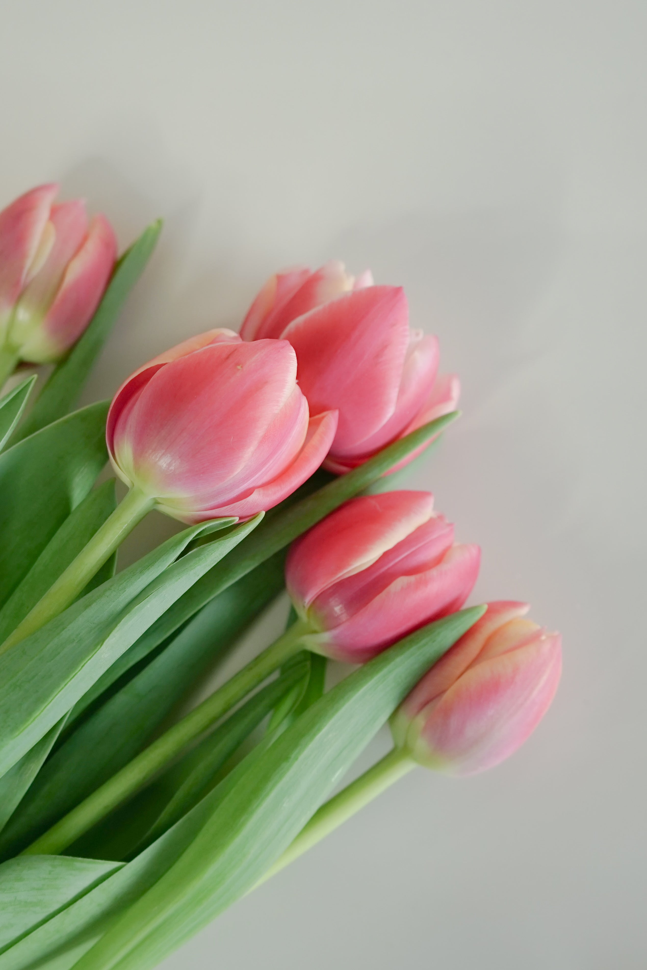 Tulip Double - Columbus, Pink/White
