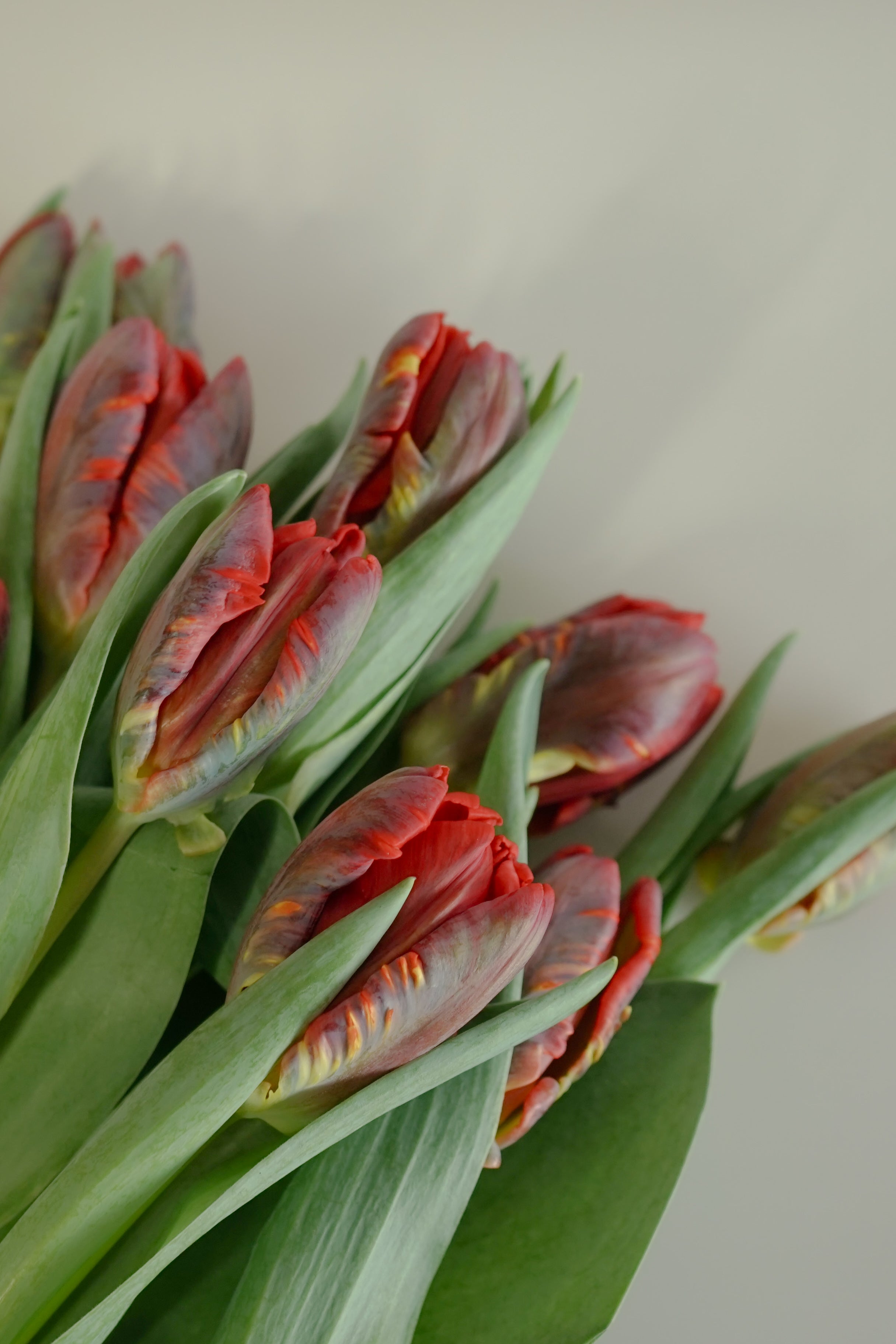 Tulip Parrot - Rococo, Red