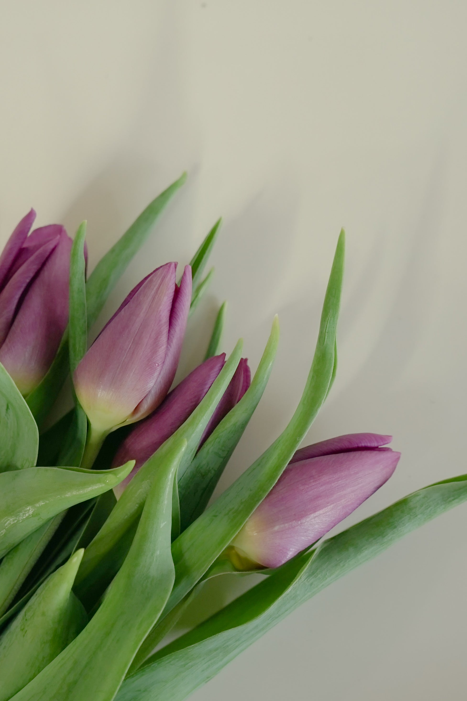 Tulip - Purple