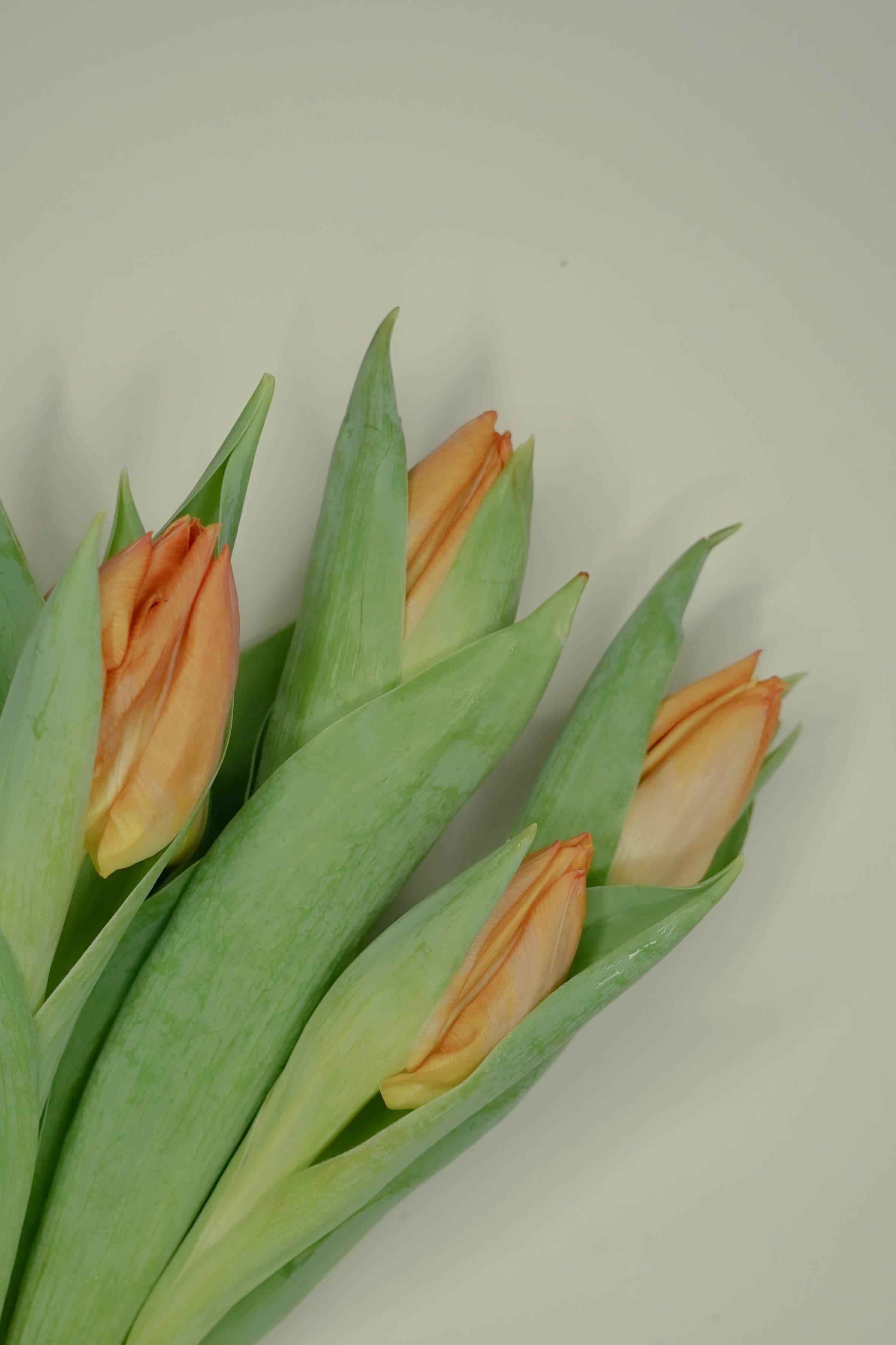 Tulip Double - Icoon, Orange