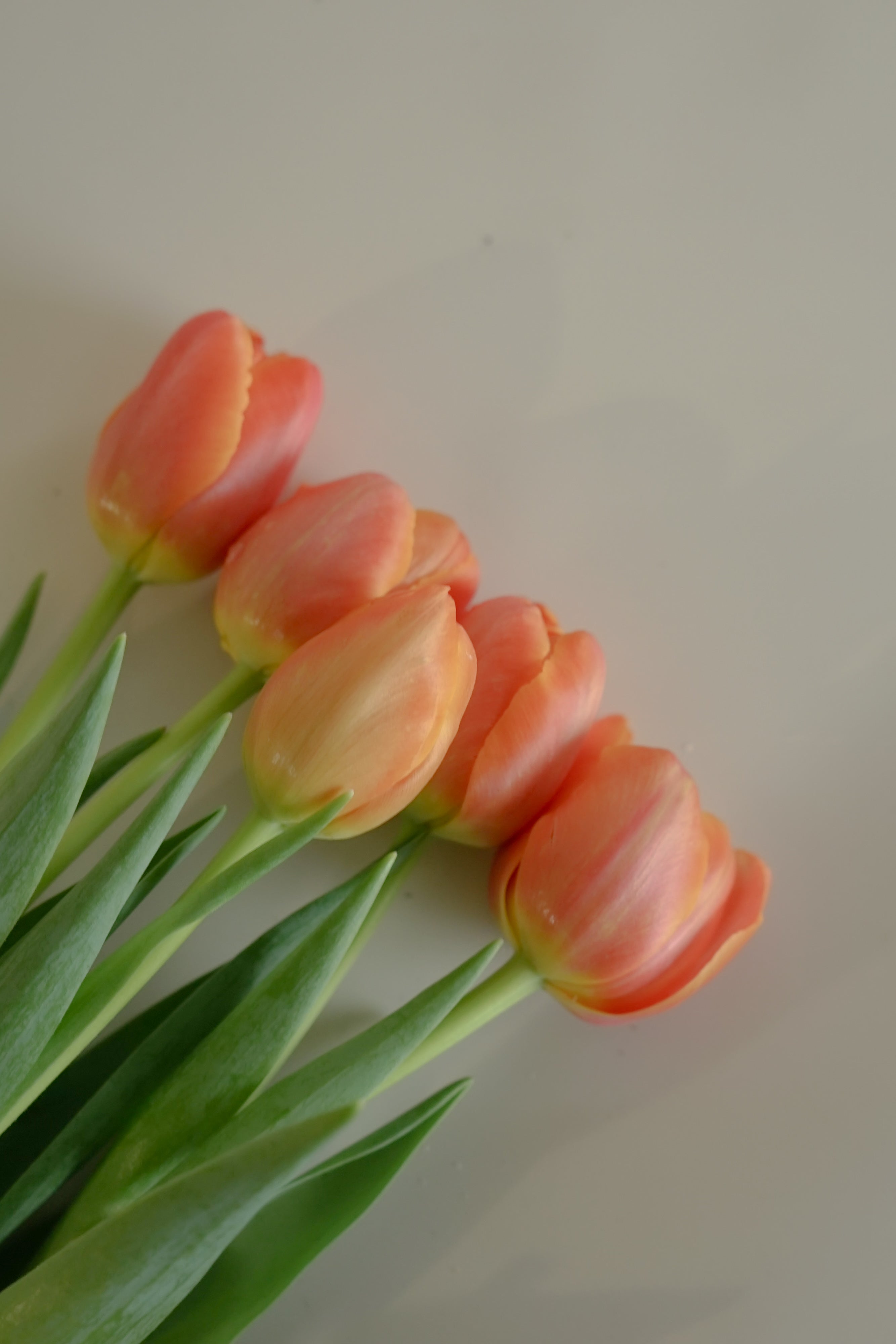 Tulip - Orange