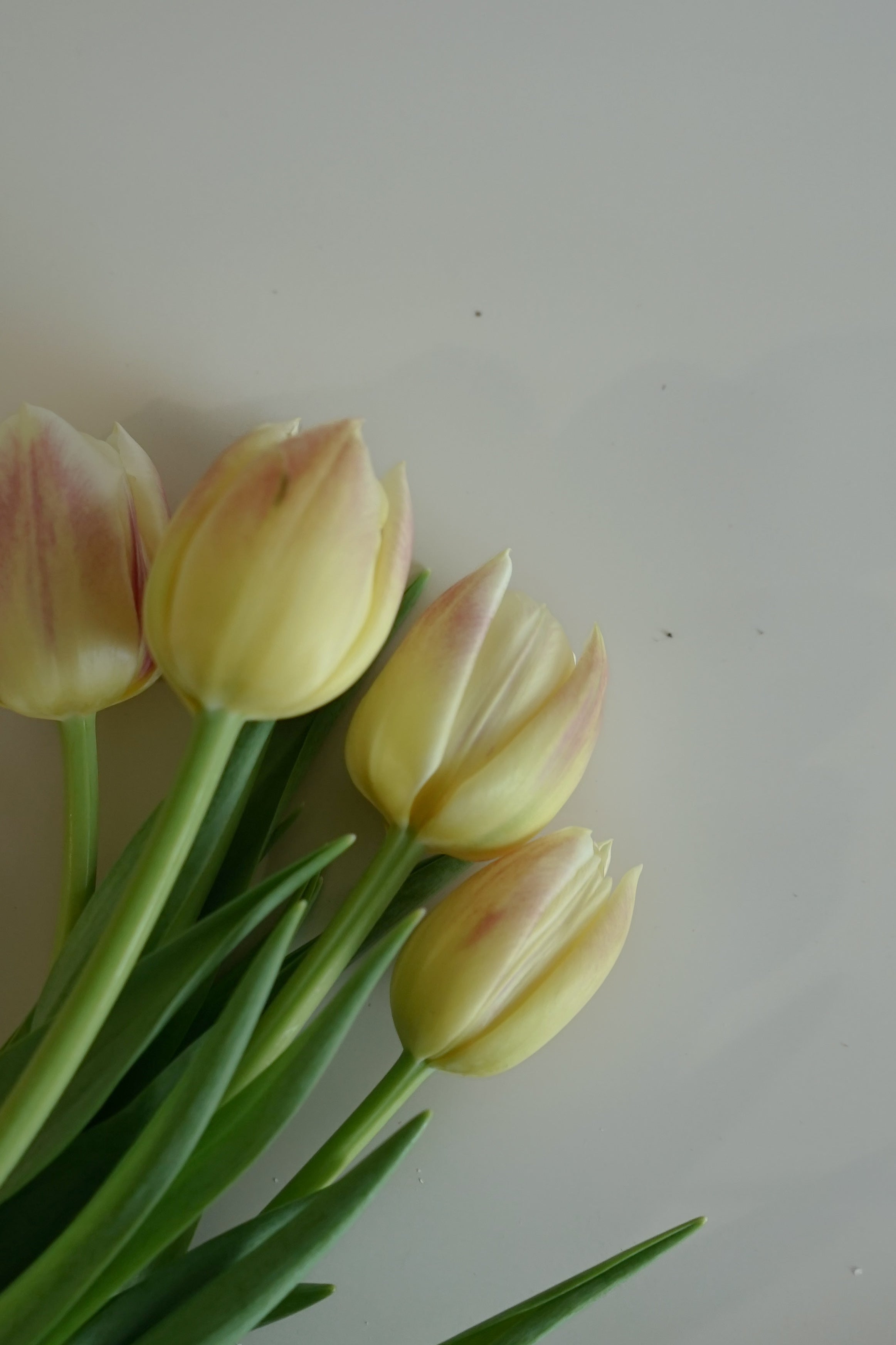 Tulip - Pink/White