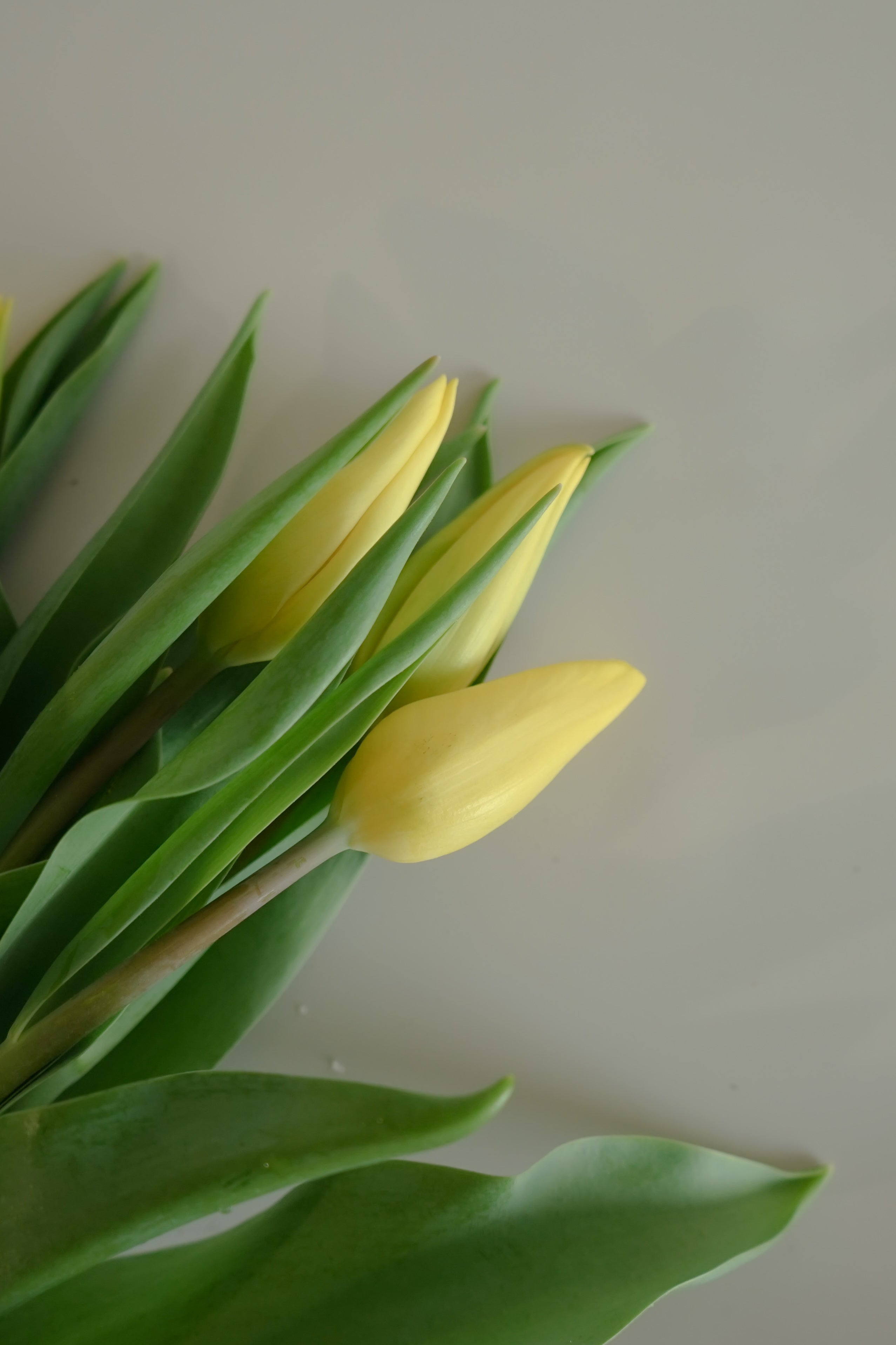 Tulip - Yellow