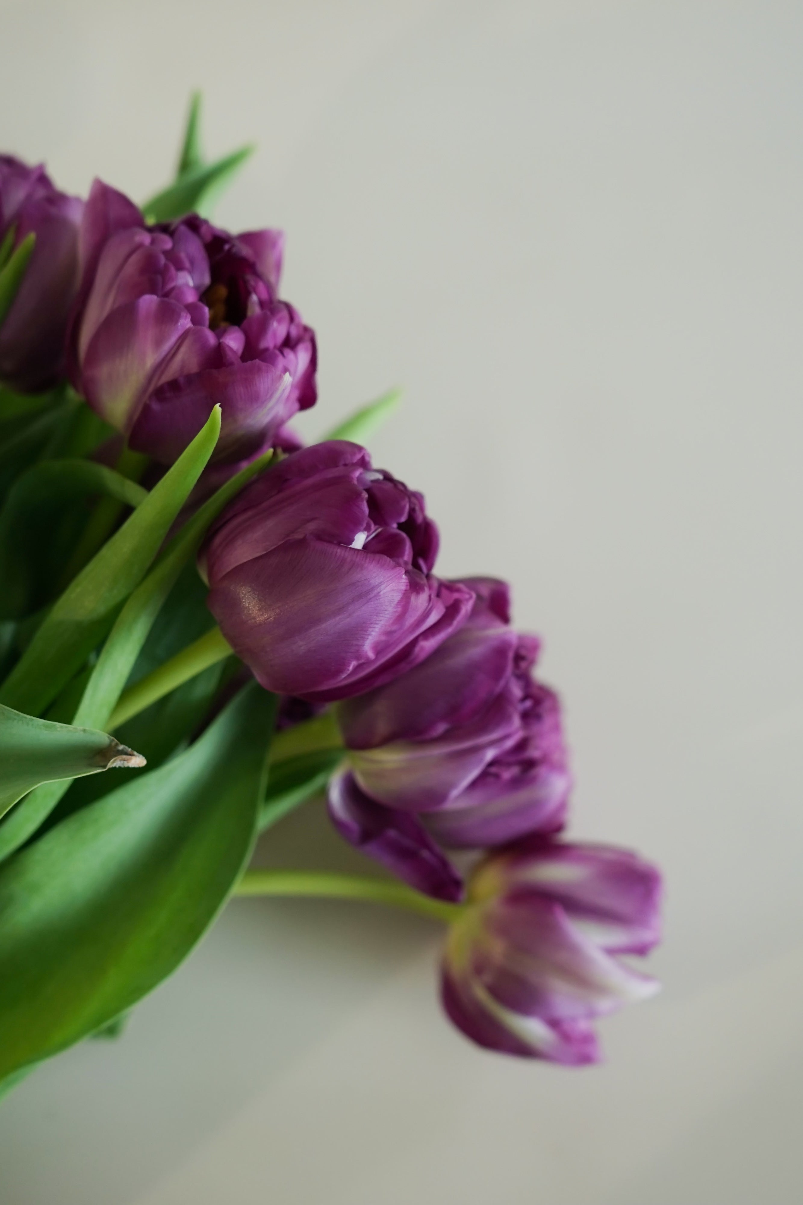 Tulip Double - Python, Purple,