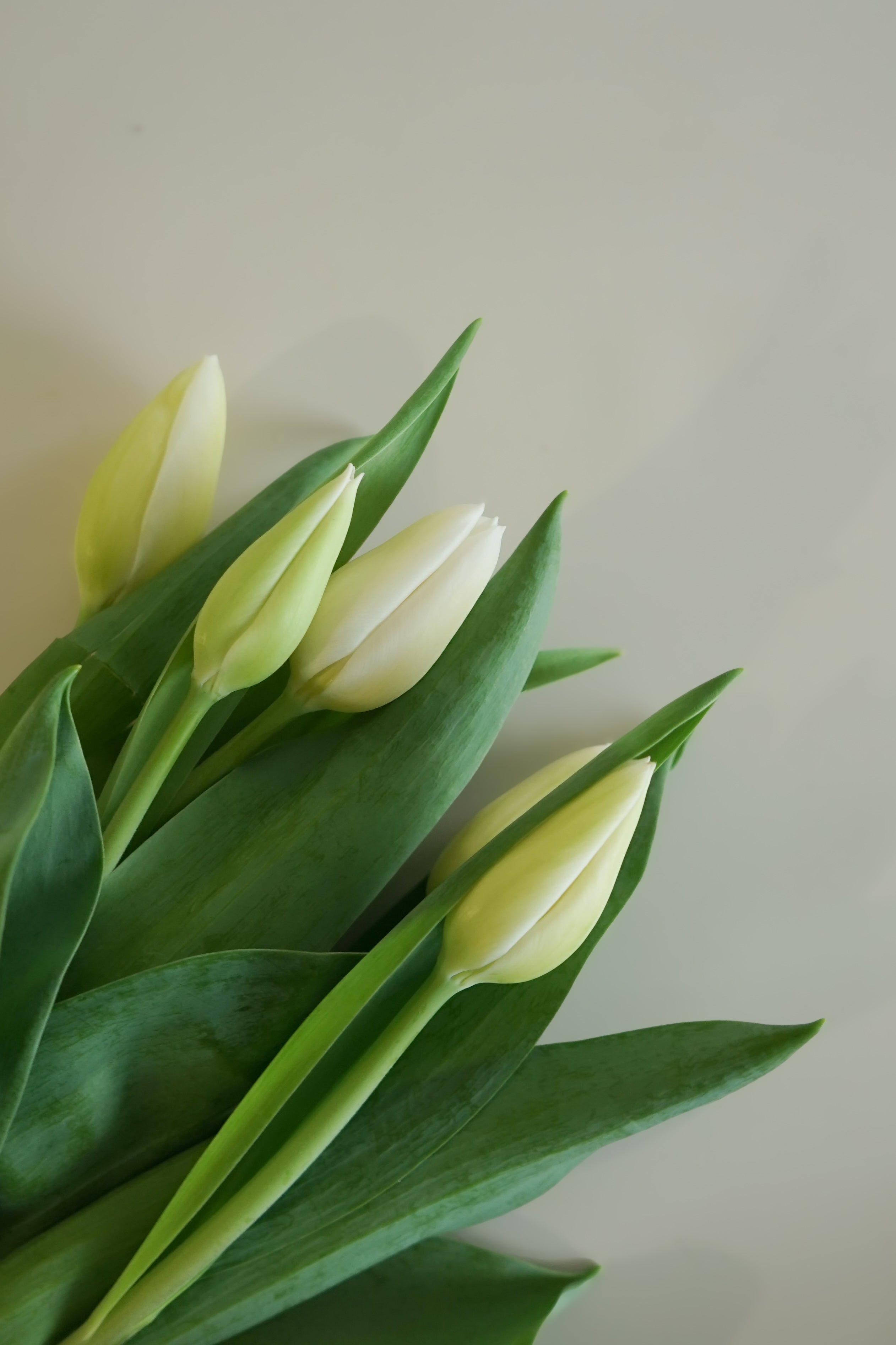 Tulip - White