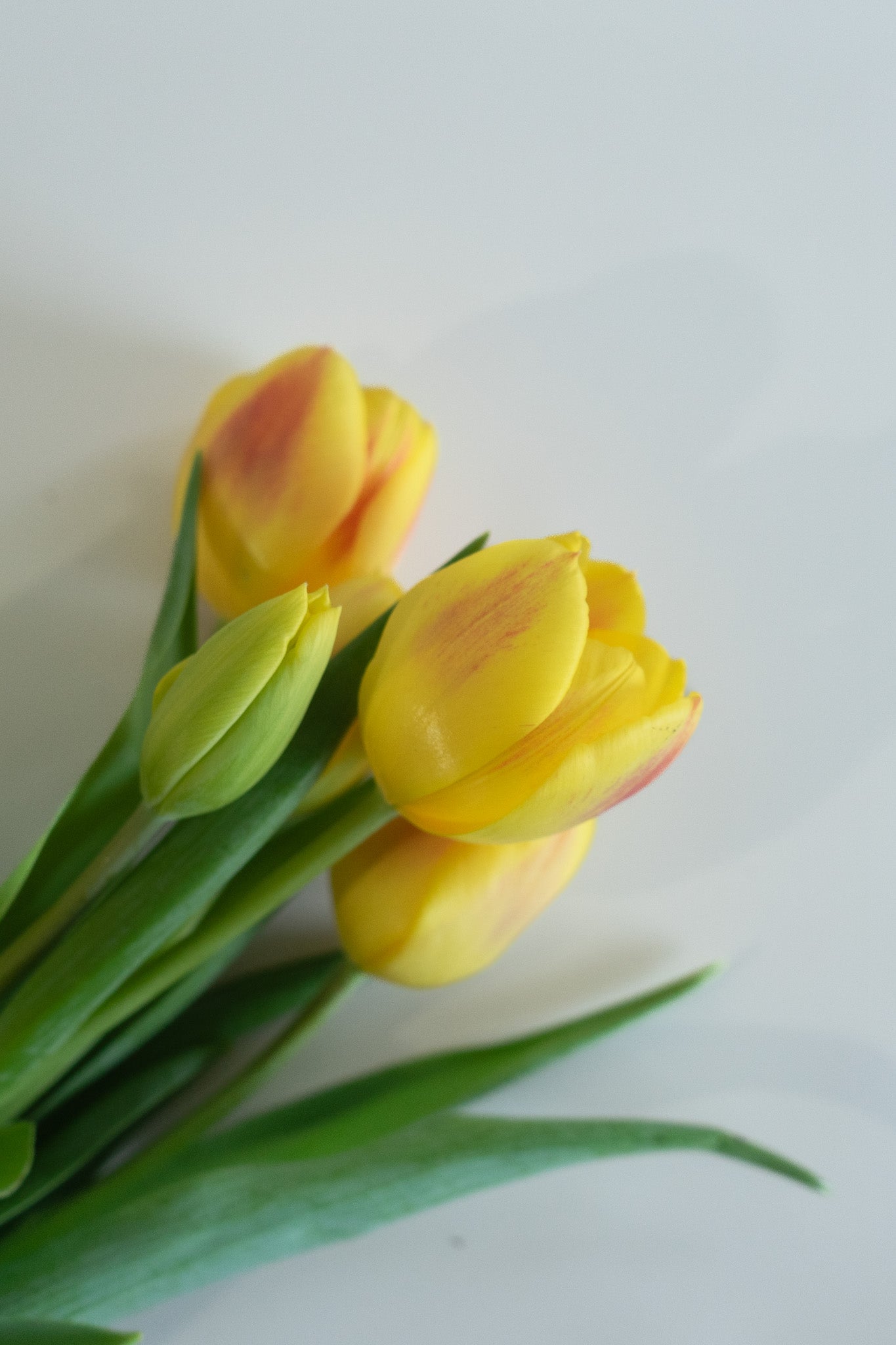 Tulip - Orange/Yellow