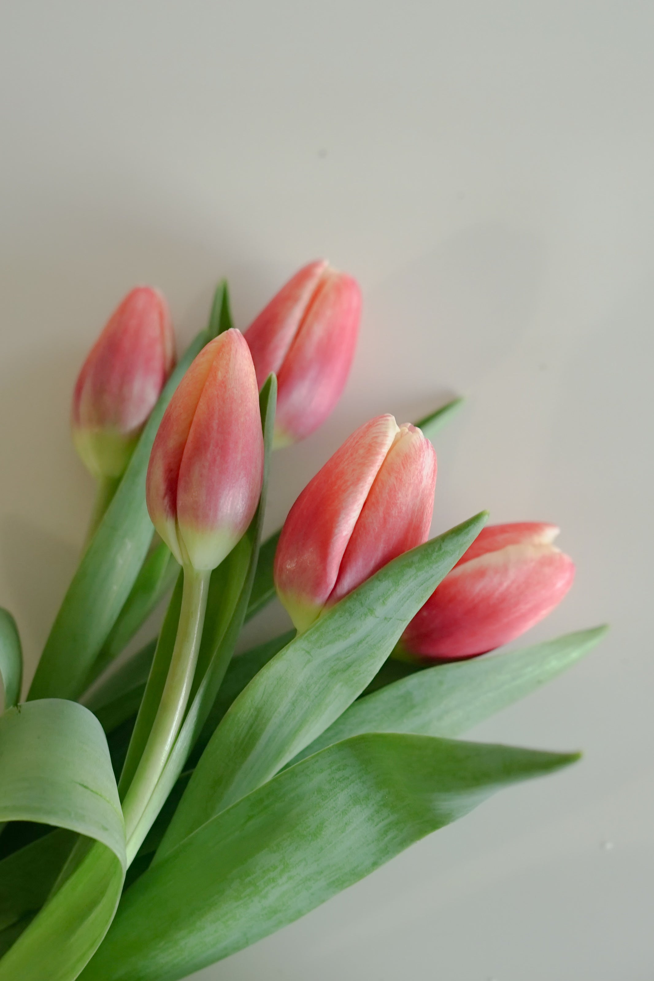 Tulip - Pink-Light